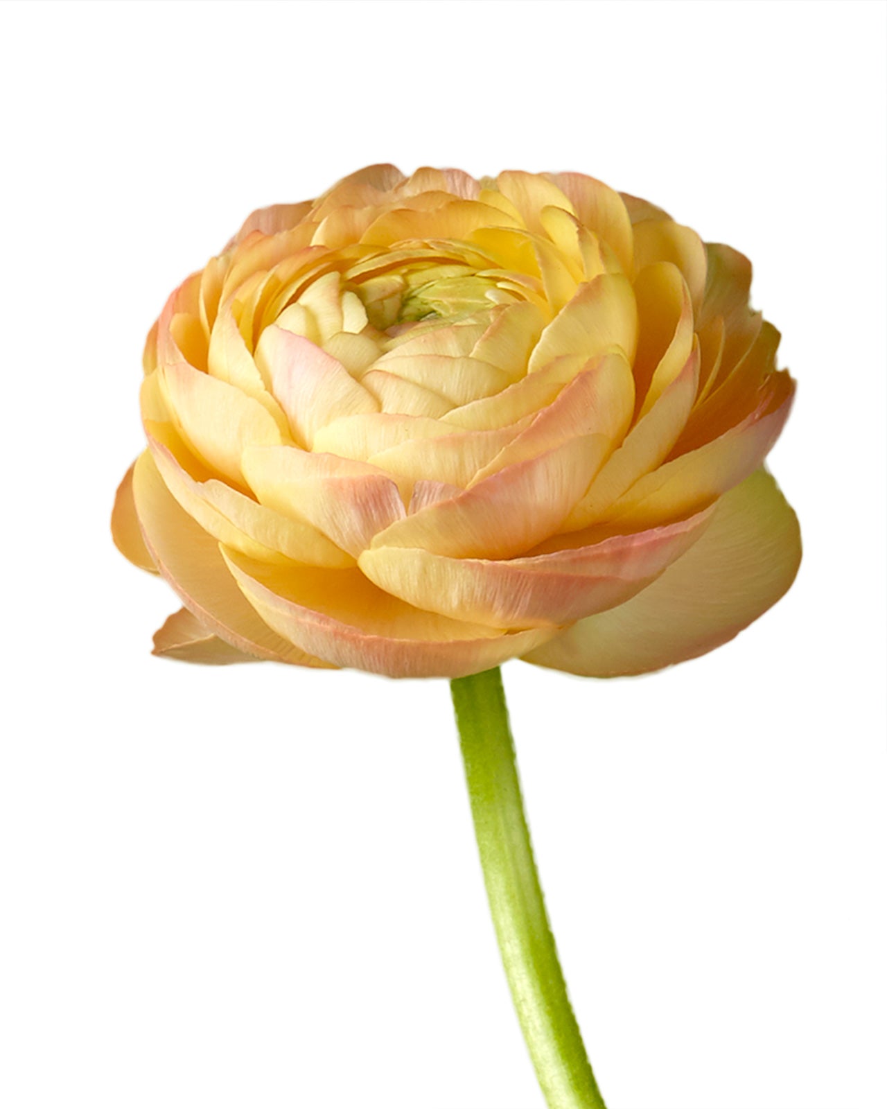 Peach Elegance Ranunculus