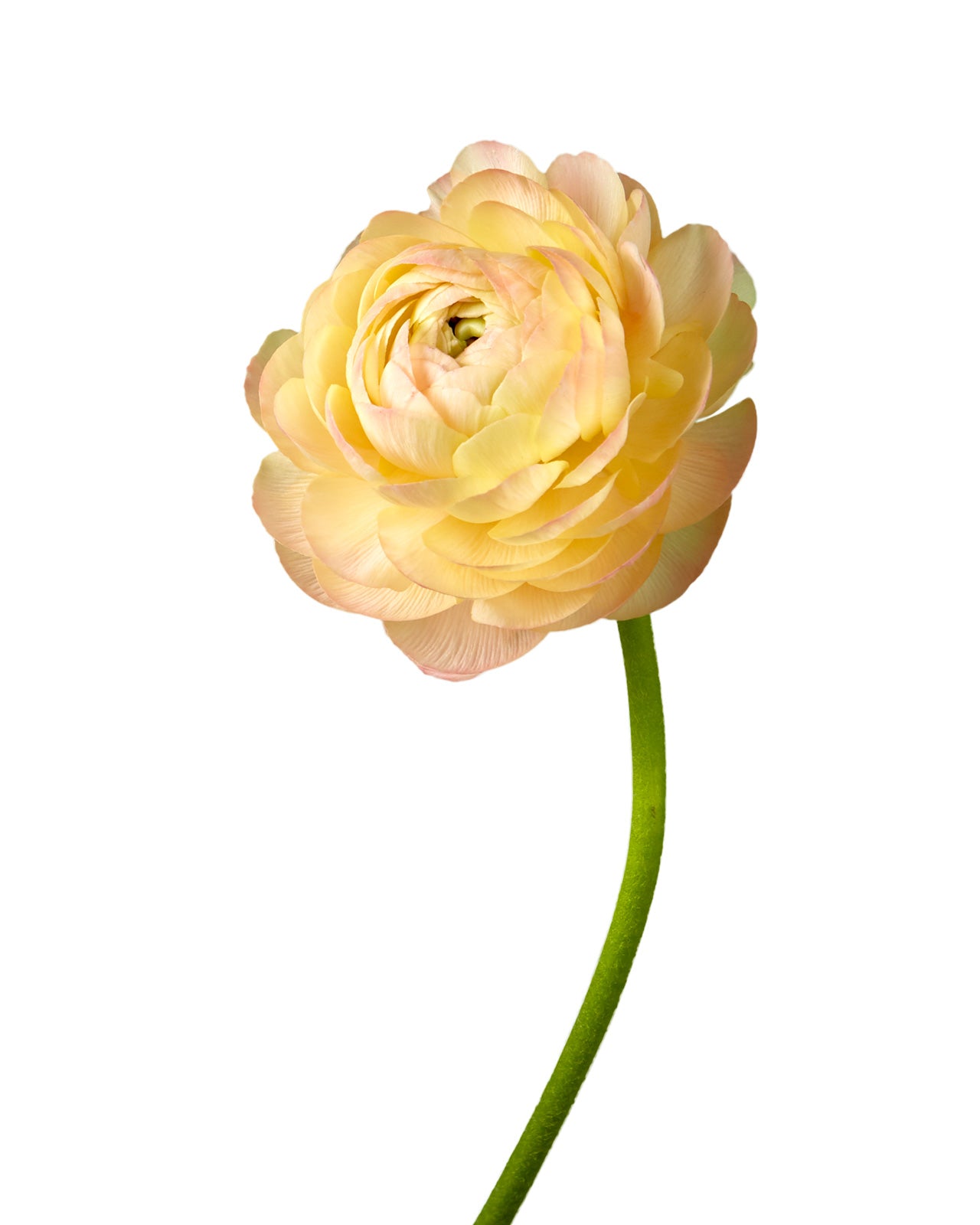 Peach Elegance Ranunculus