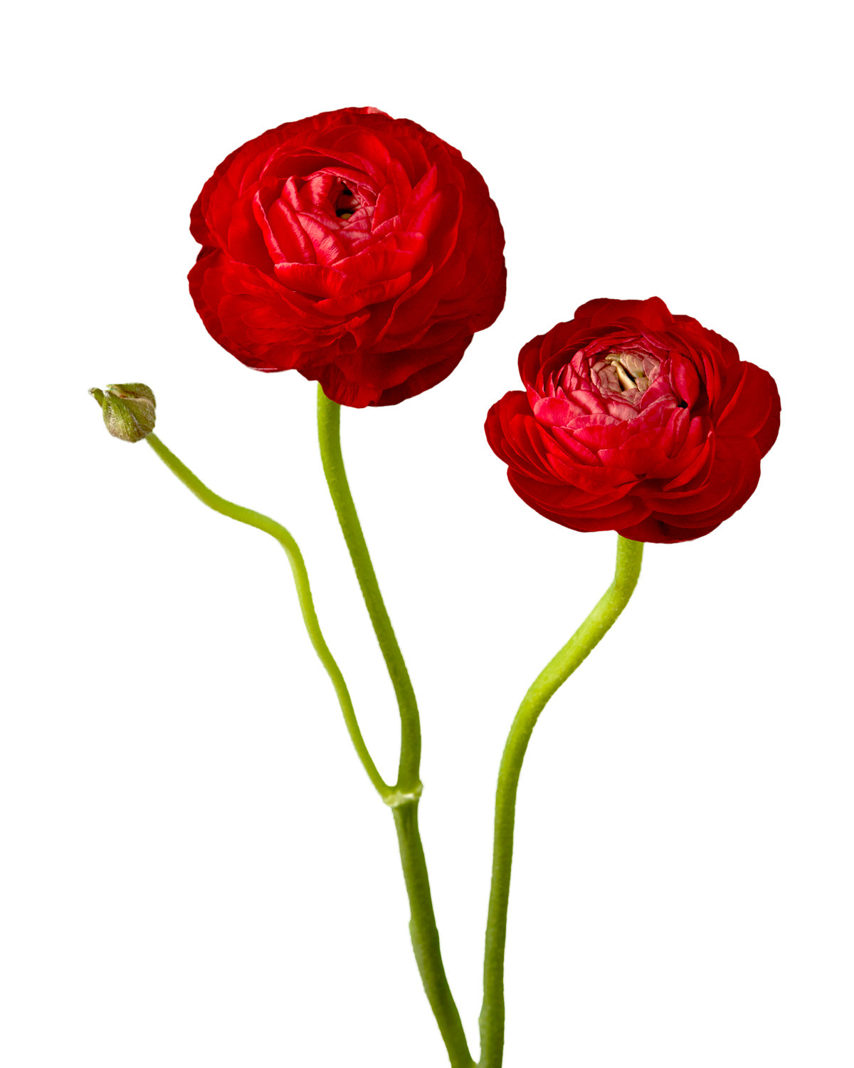 Red Elegance Ranunculus