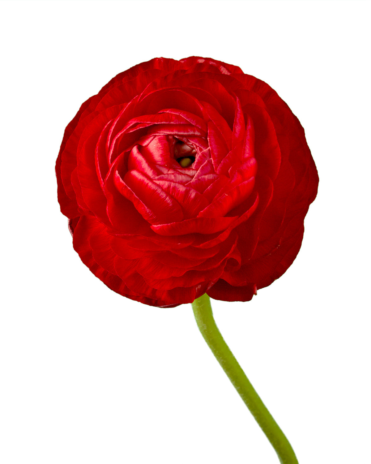 Red Elegance Ranunculus