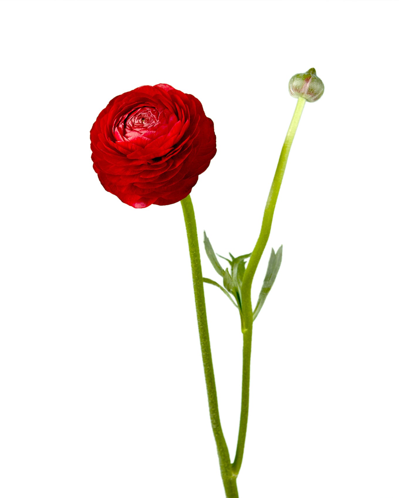 Red Elegance Ranunculus