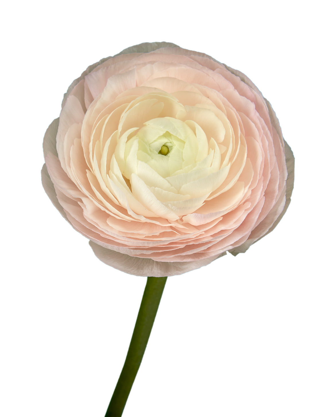 Favola Success Cloni (Clooney) Ranunculus