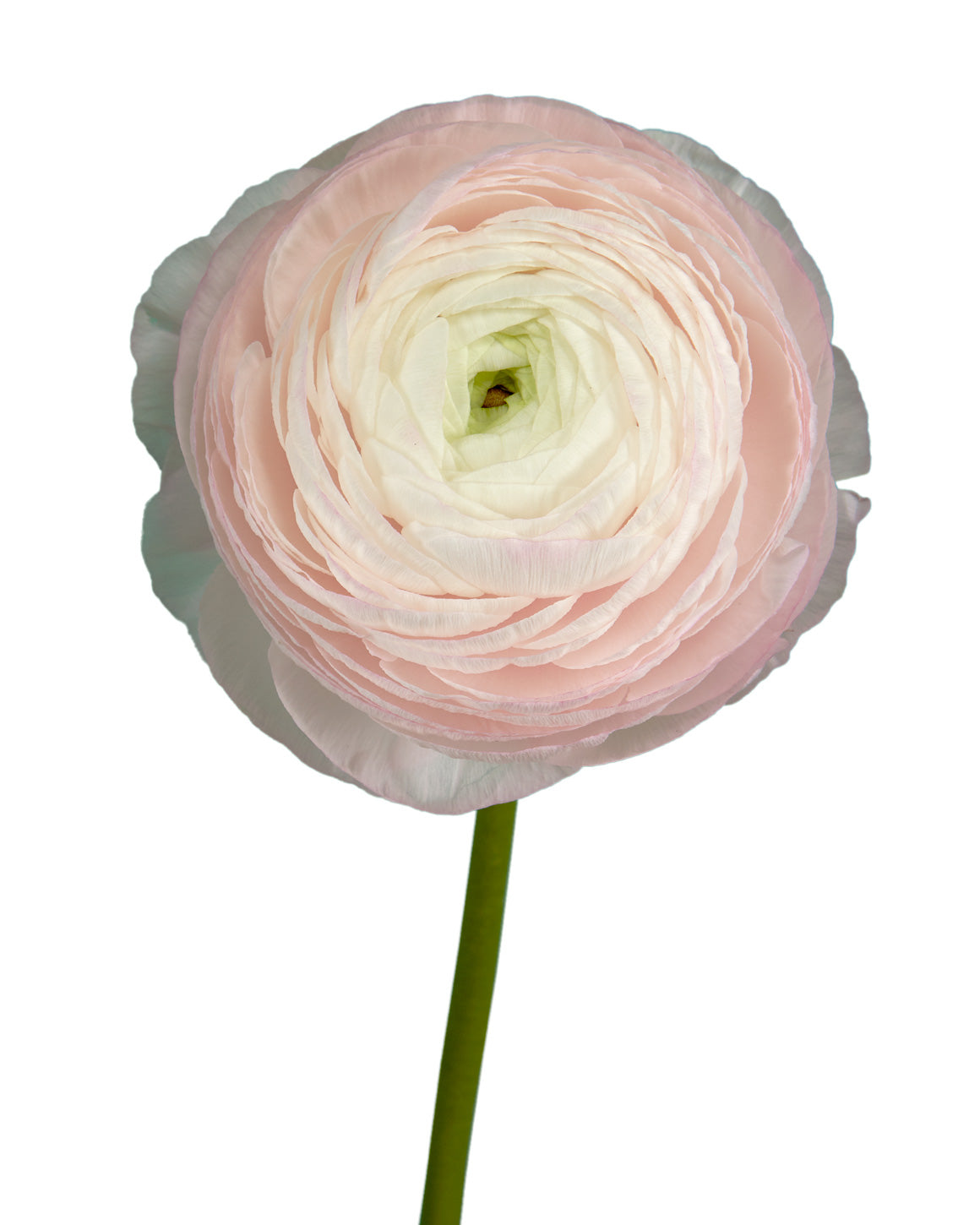 Pink Ranunculus Assistant Blush Pink Ranunculus