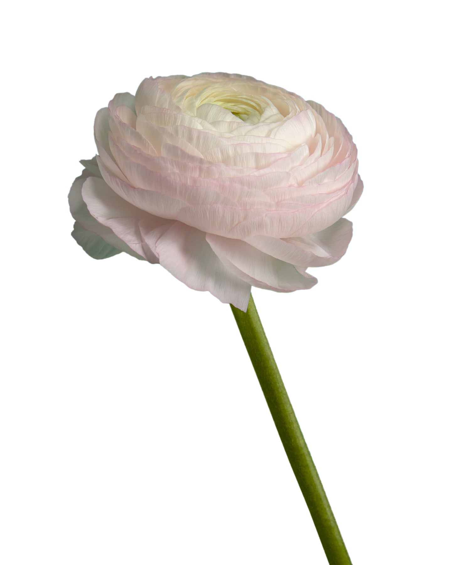 Lady Pink Success Cloni (Clooney) Ranunculus - Petaljet