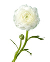 White Elegance Ranunculus