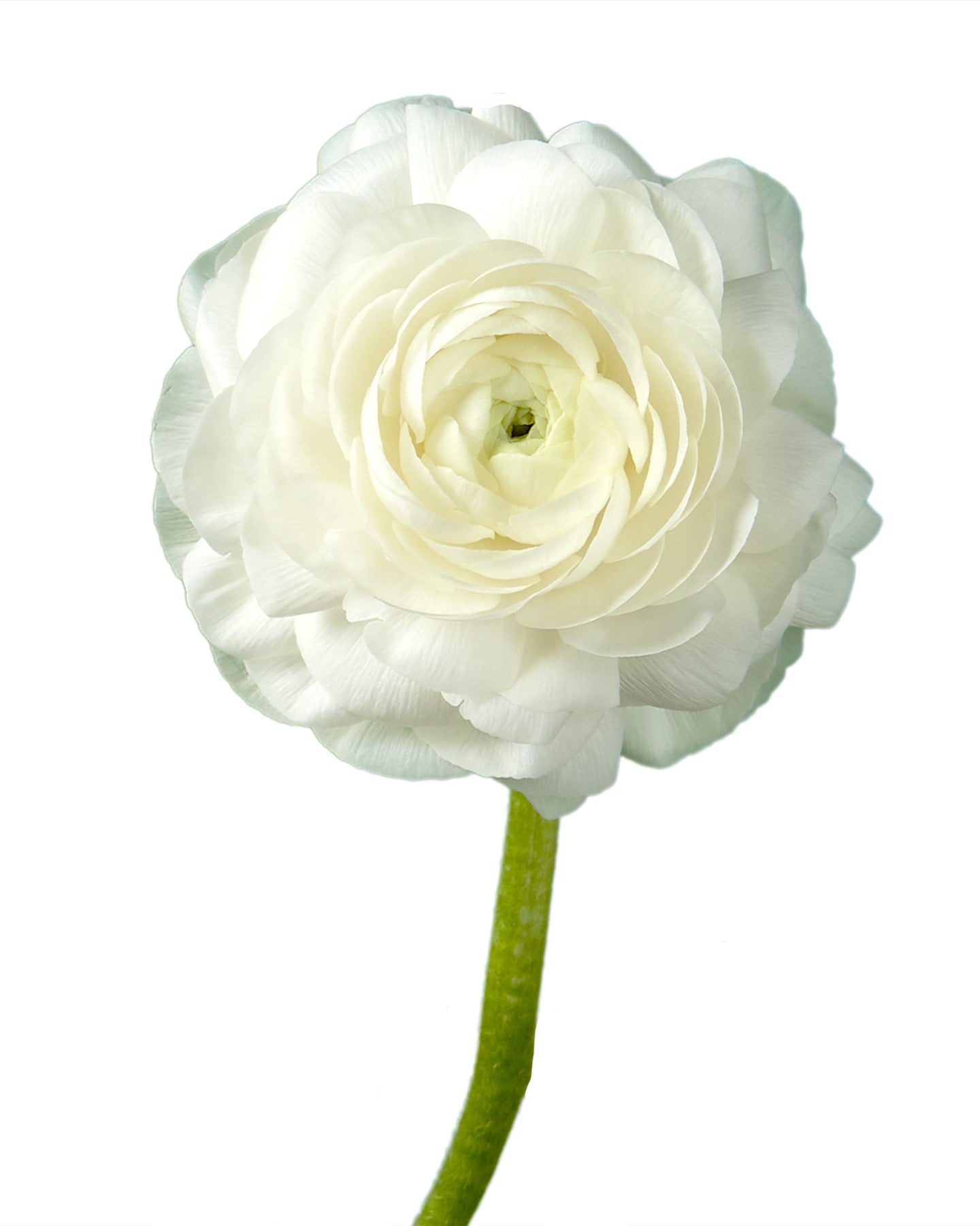 White Elegance Ranunculus