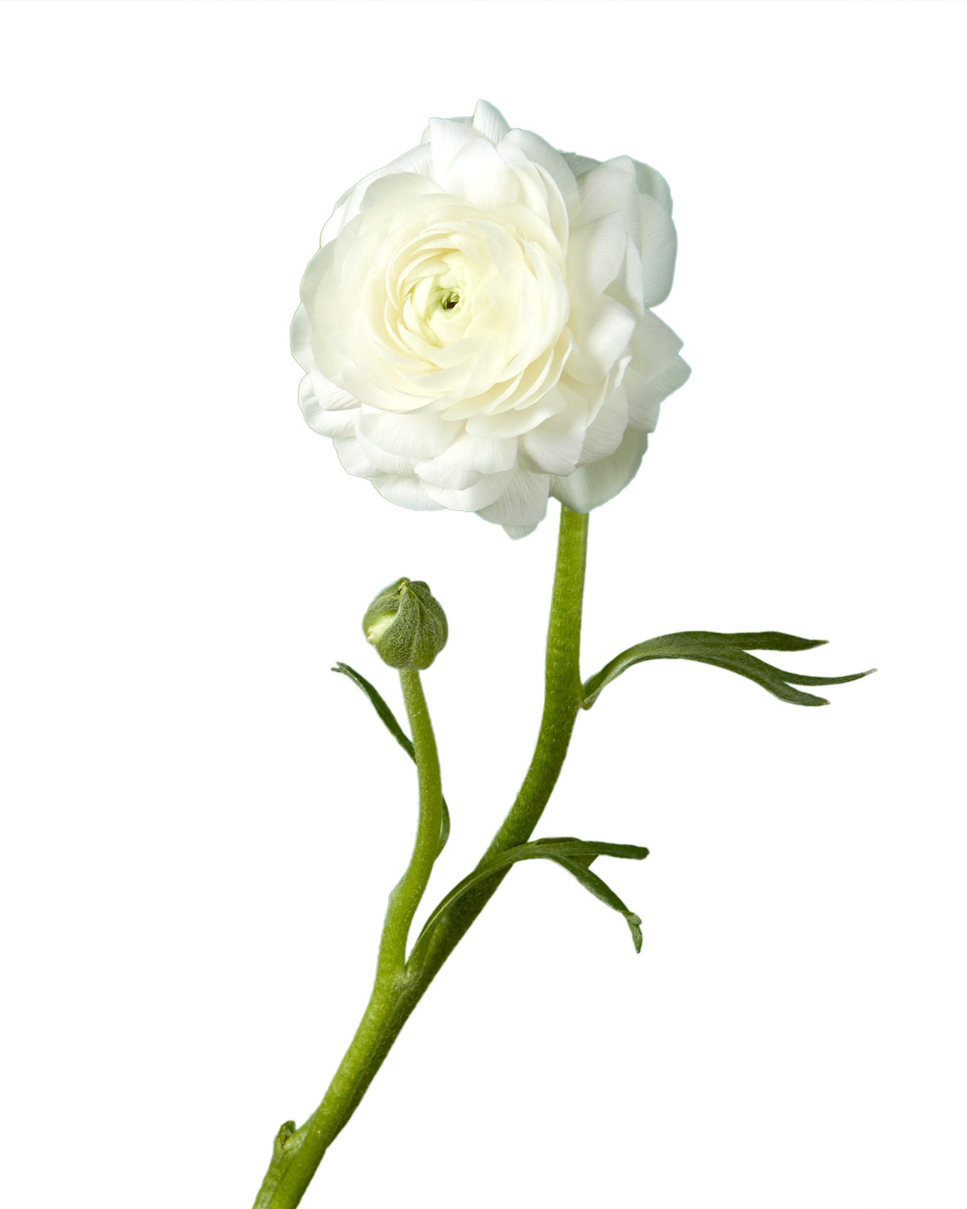 White Elegance Ranunculus