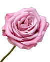 All 4 Love Garden Rose