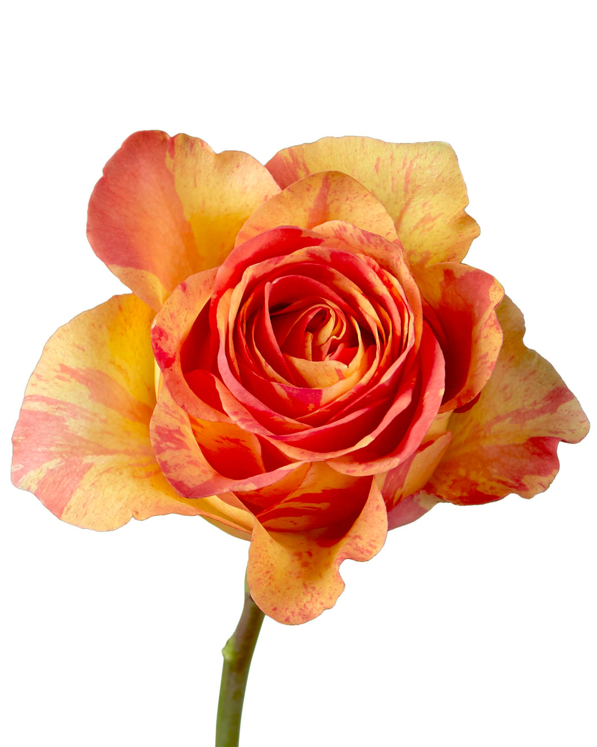 Butterfly Rose Valentine Day