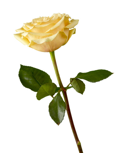 Butterscotch Rose