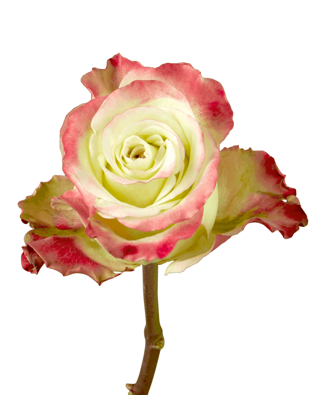 Candy Apple Rose