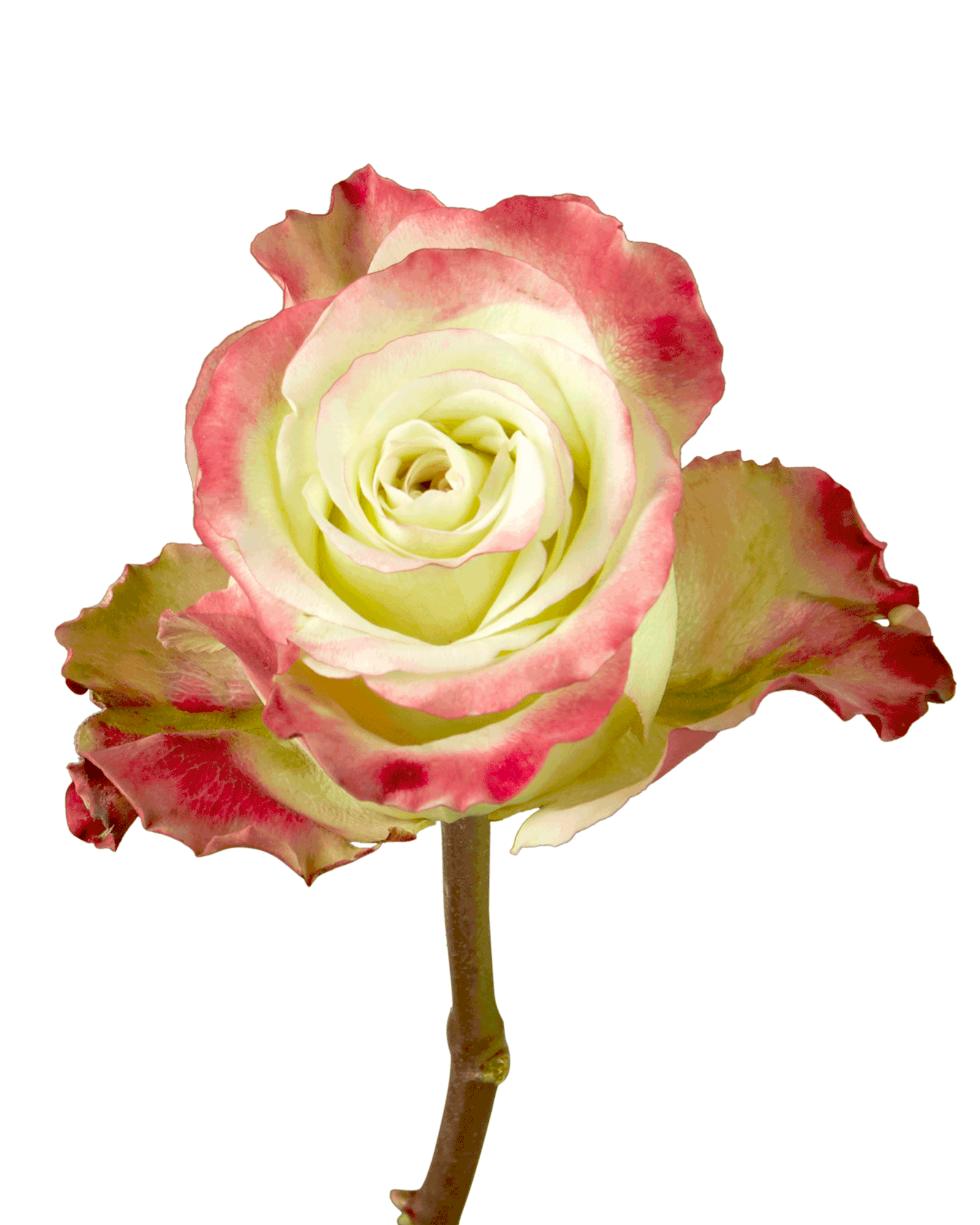 Candy Apple Rose