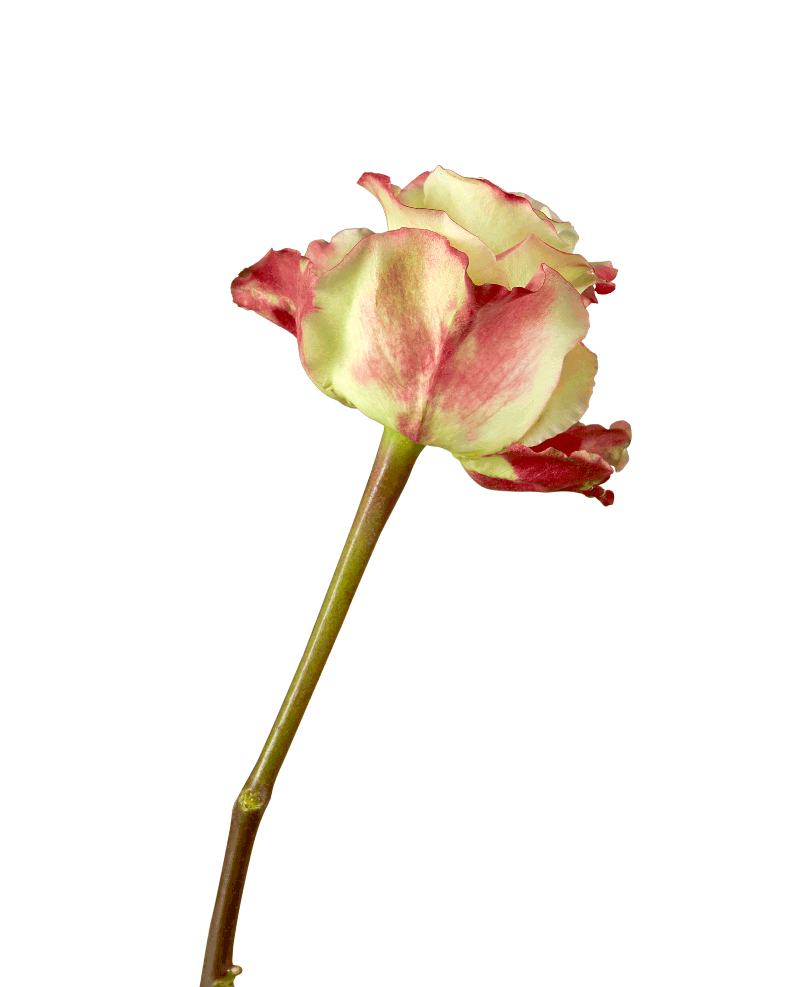 Candy Apple Rose