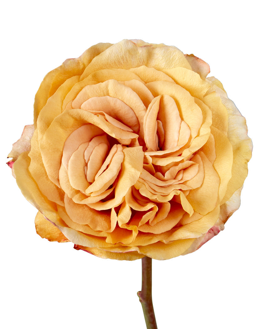 Capriccio Garden Rose