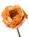 Caraluna Garden Rose