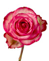 Carousel Rose