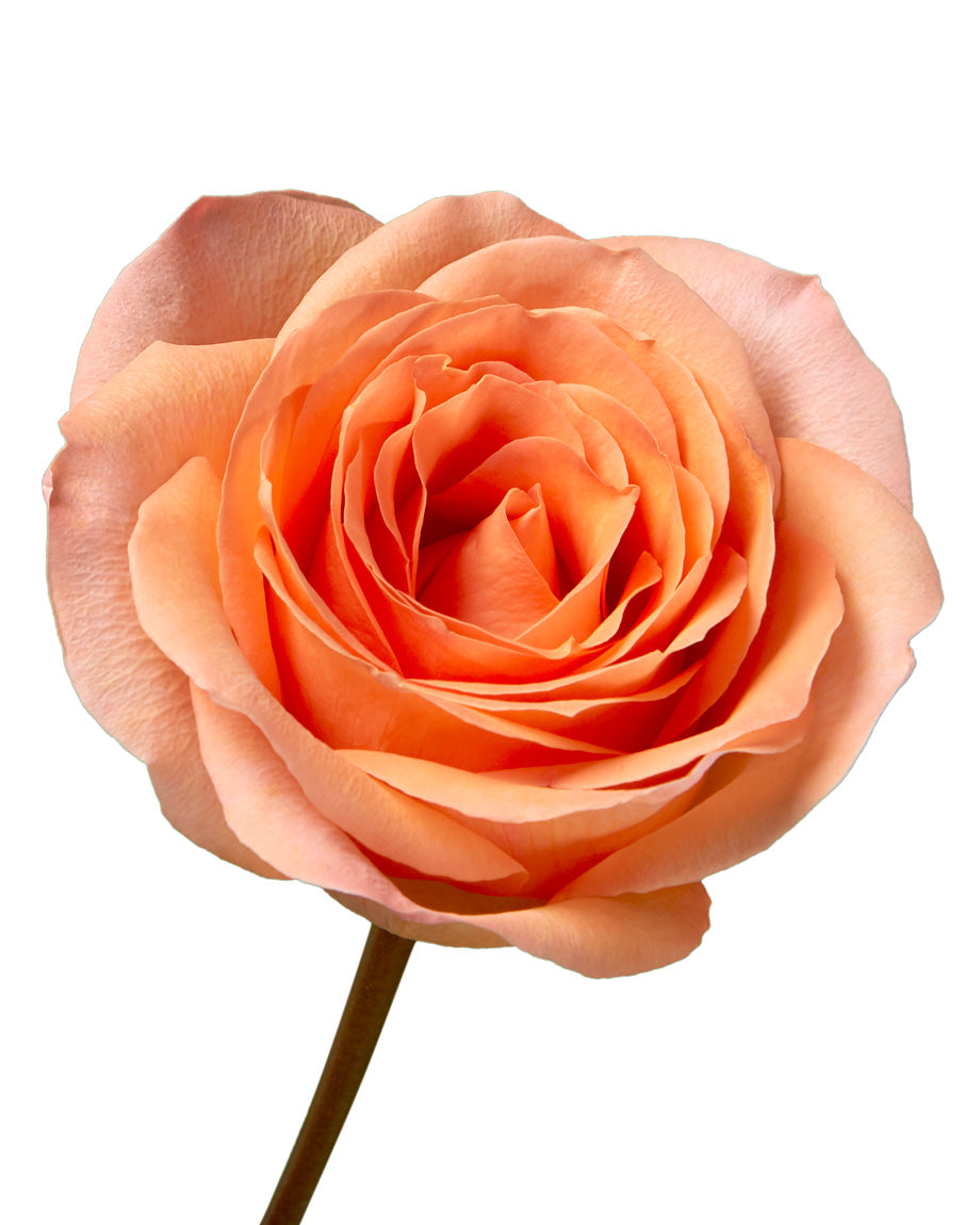 Coral Reef Rose