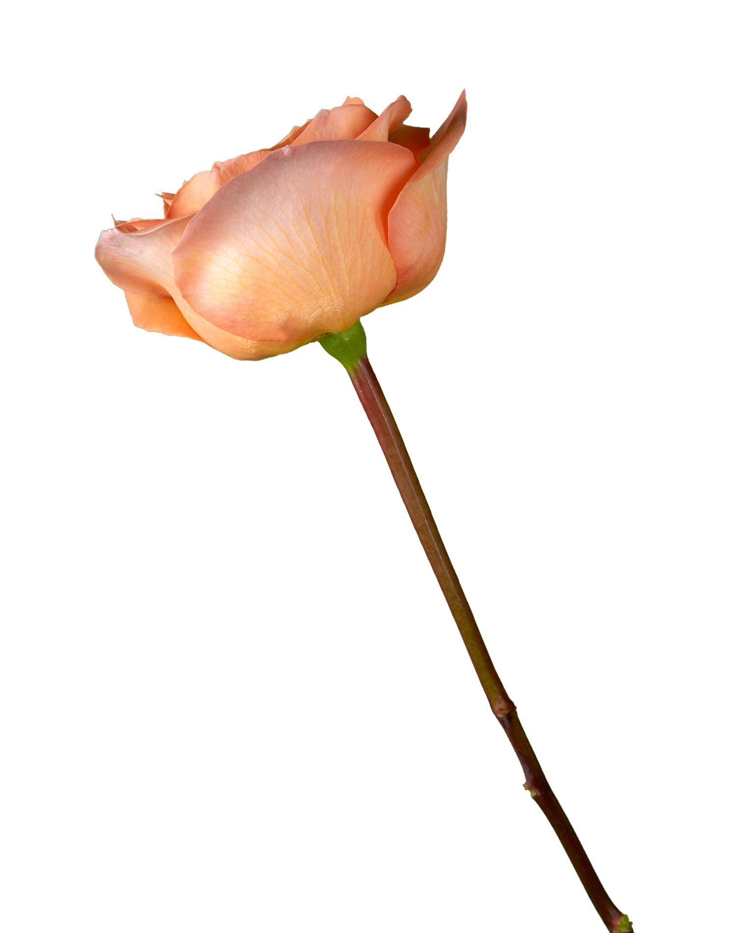 Coral Reef Rose