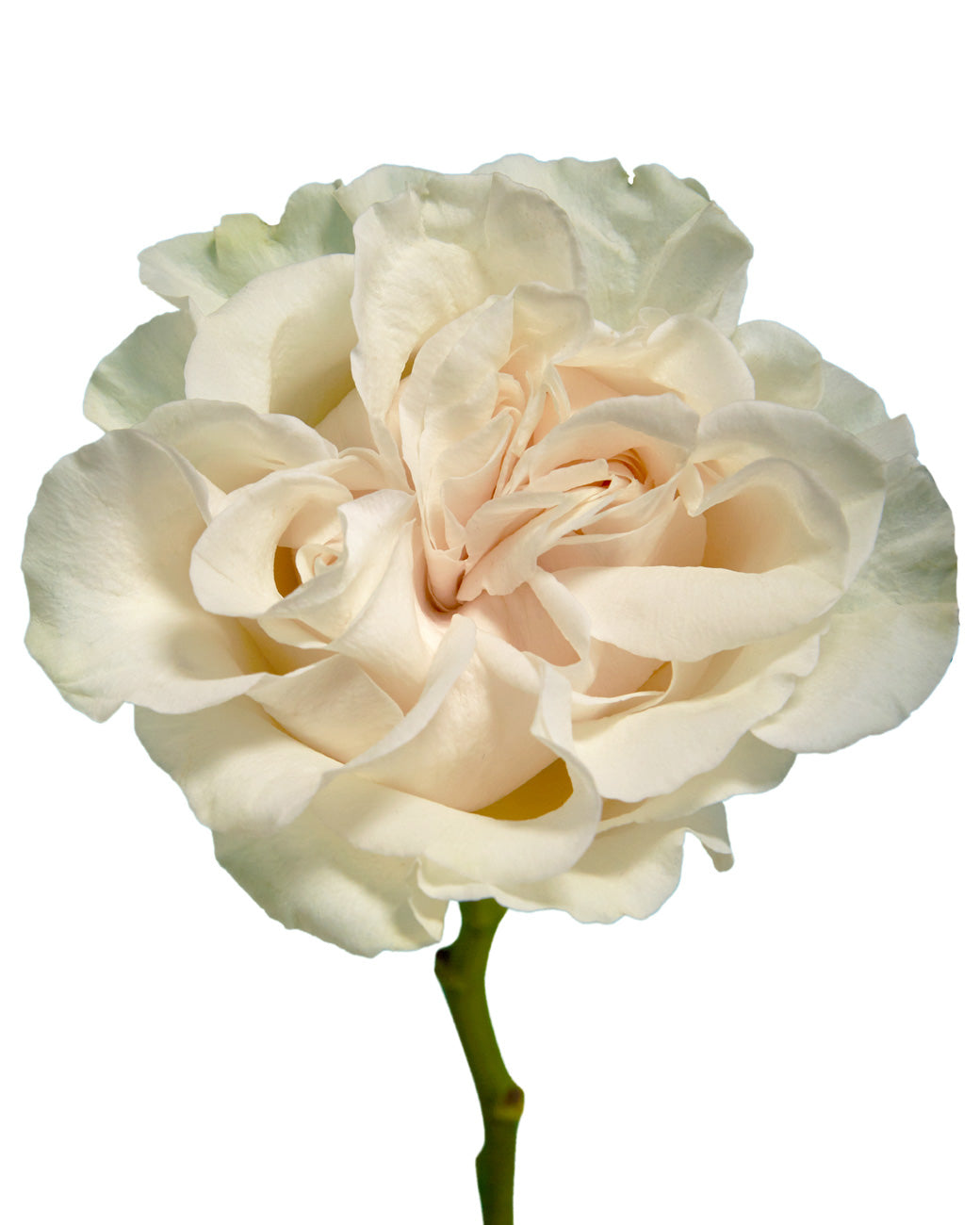 Cotton Xpression Garden Rose
