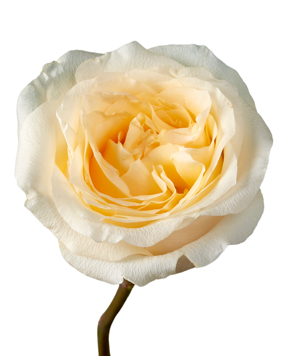 Creme de la Creme Rose