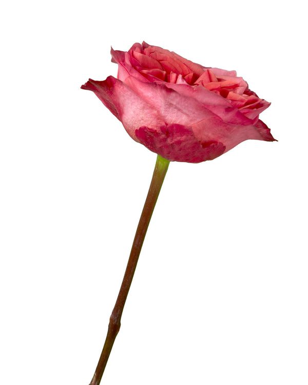 BLACK ROSE ビラ Garden Rose Dark Xpression - Petaljet