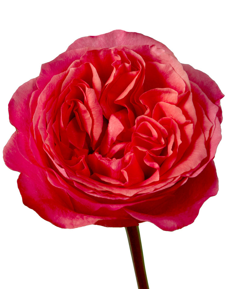 Dark Xpression Garden Rose Mother's Day