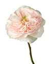 David Austin Charity Garden Rose