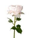 David Austin Charity Garden Rose