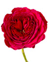 David Austin Darcey Garden Rose