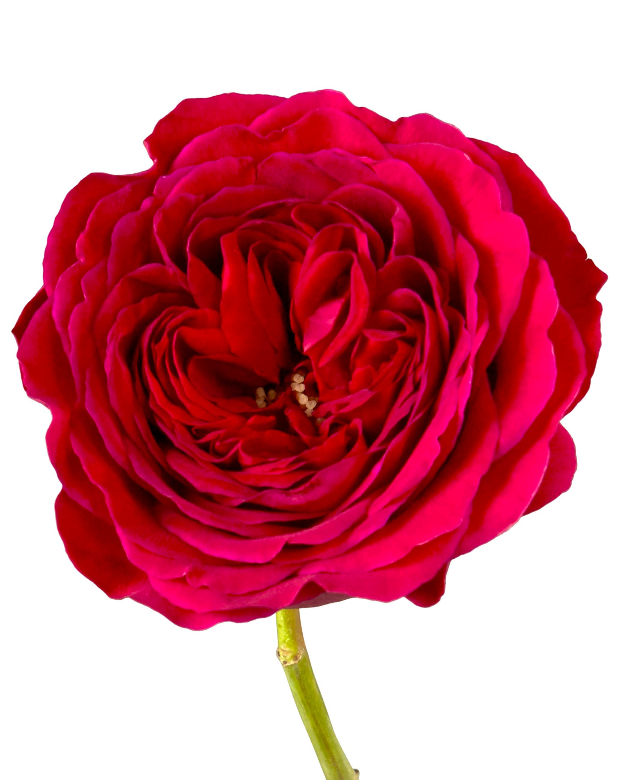 Buy Wholesale Southern Comfort Peach Garden Rose in Bulk - FiftyFlo