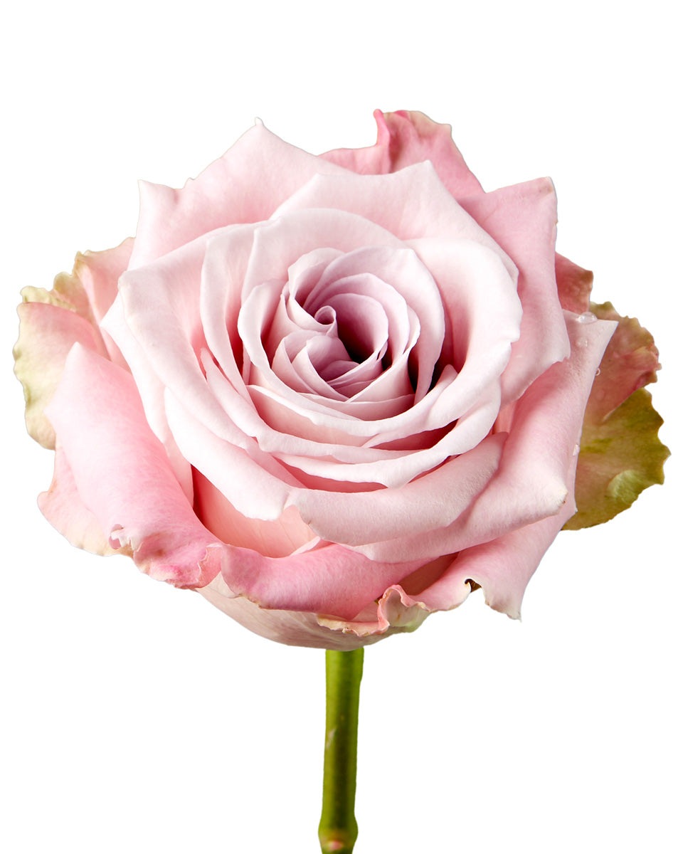 Blush Pink Sweet Escimo Rose