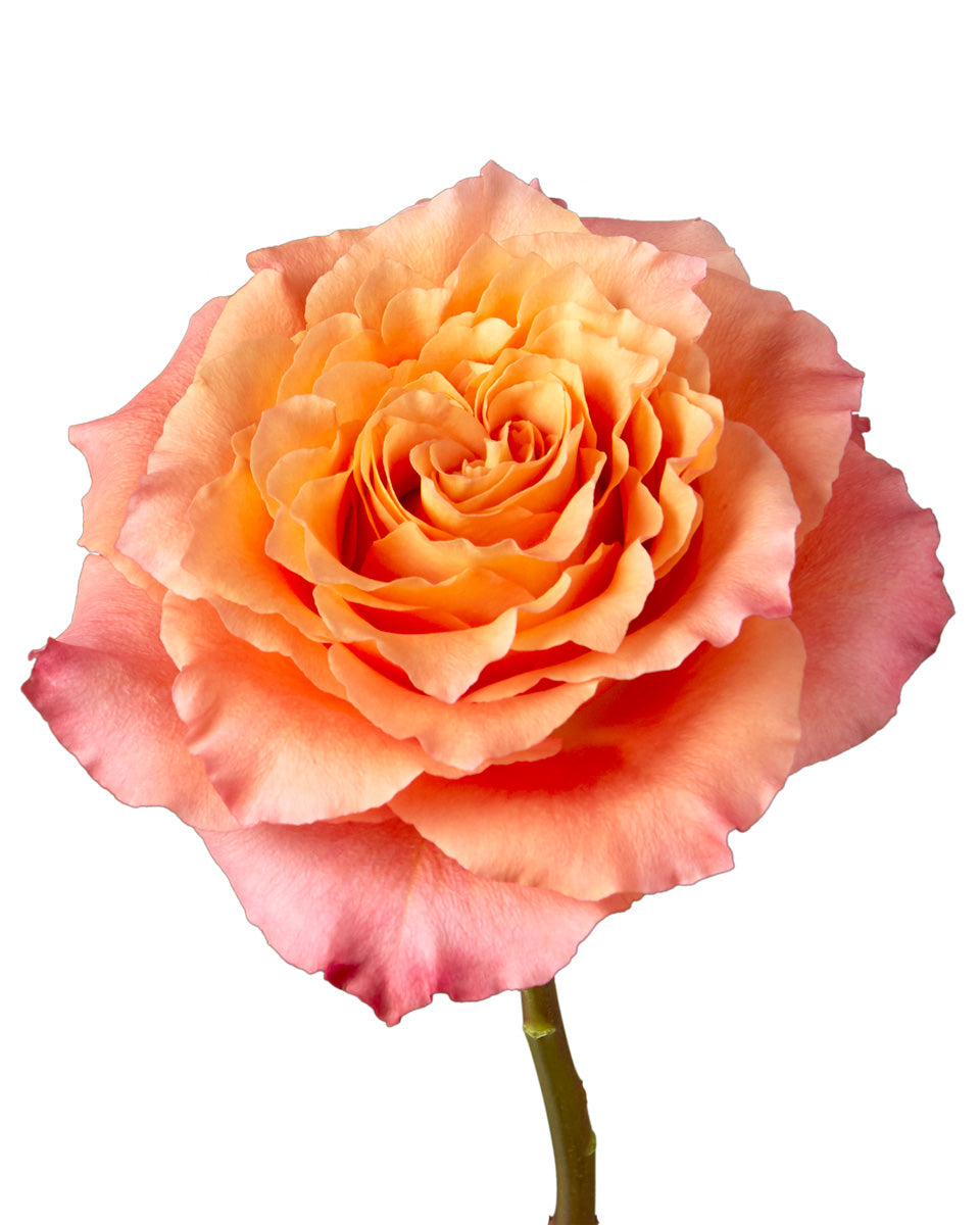 Free Spirit Garden Rose