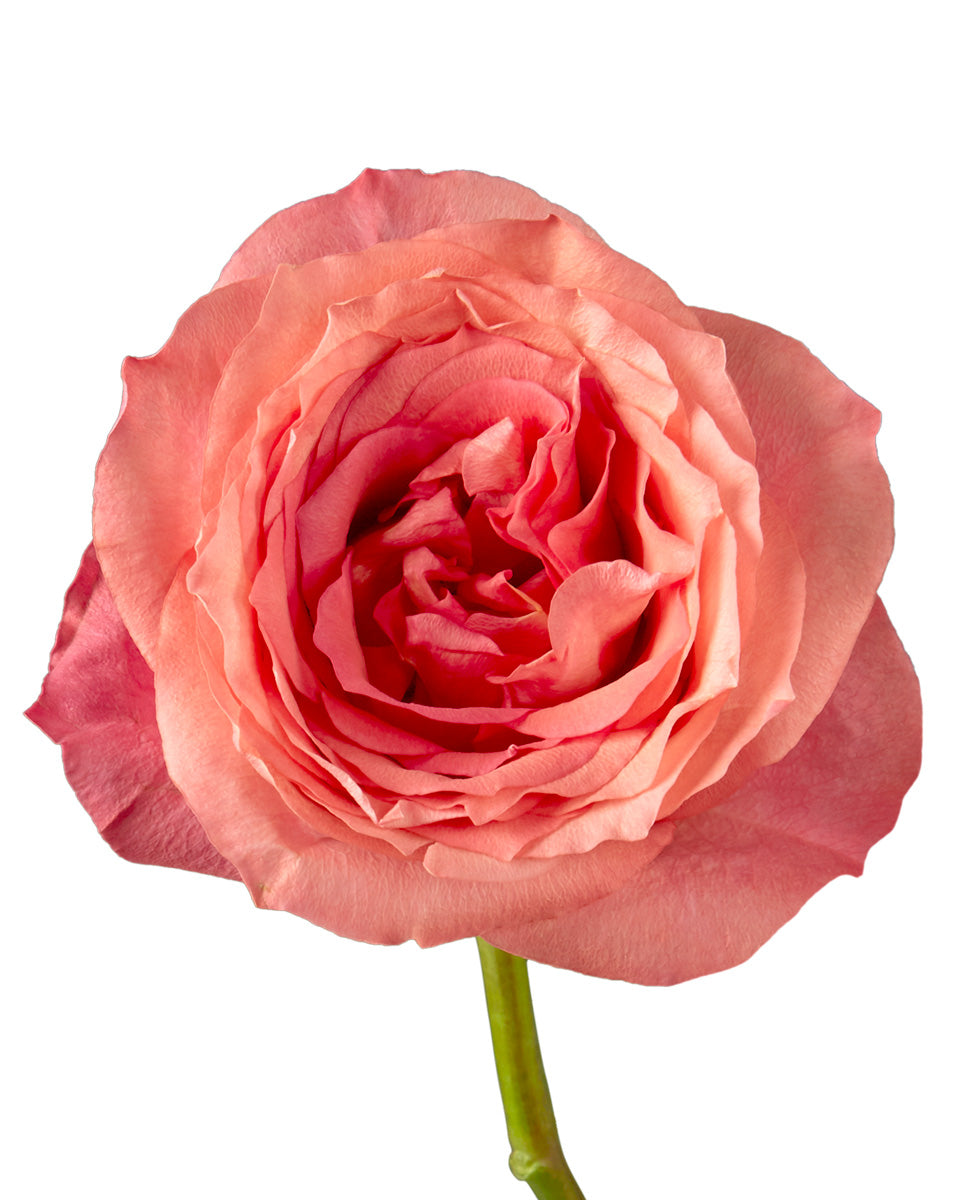 Hard Rock Rose