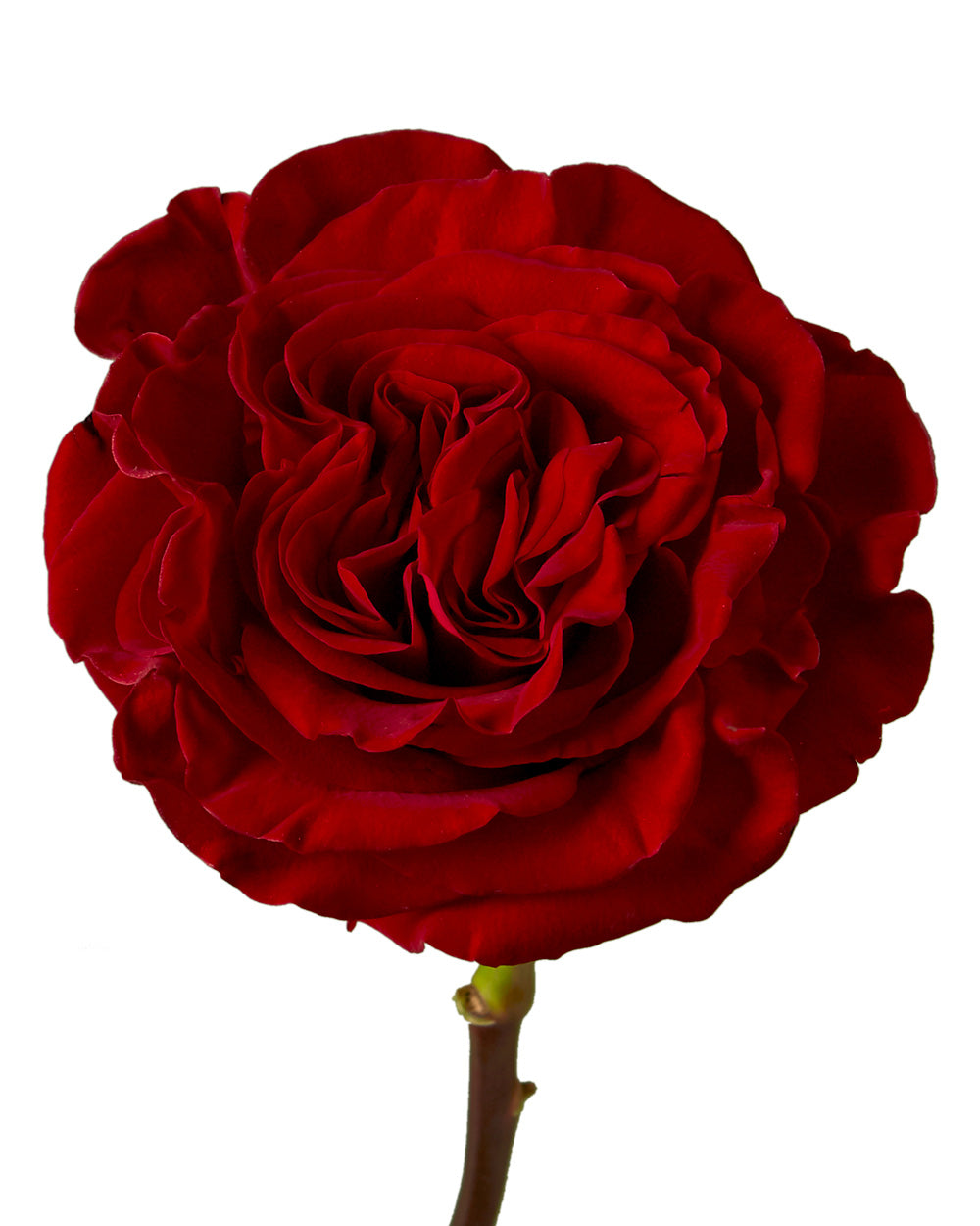 Hearts Garden Rose - Petaljet