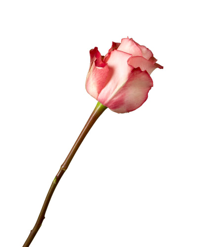 Imagination Rose