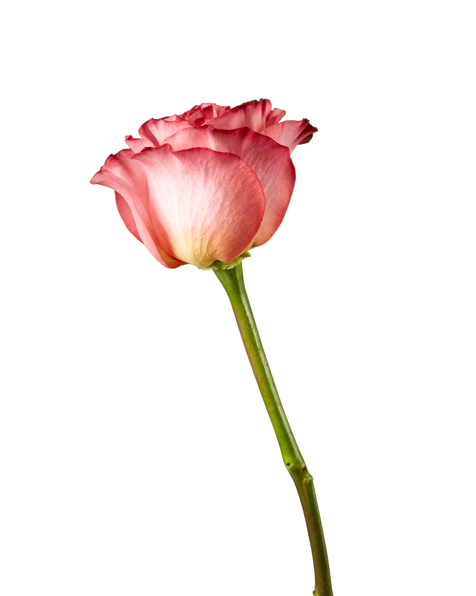 Jalah Rose
