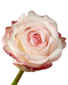 Joyce Garden Rose