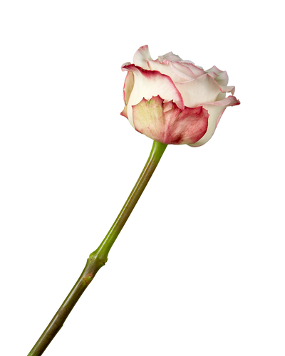 Joyce Garden Rose