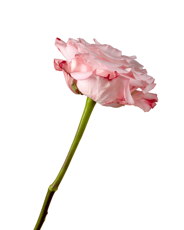 rose-la-vie-en-rose-pink-