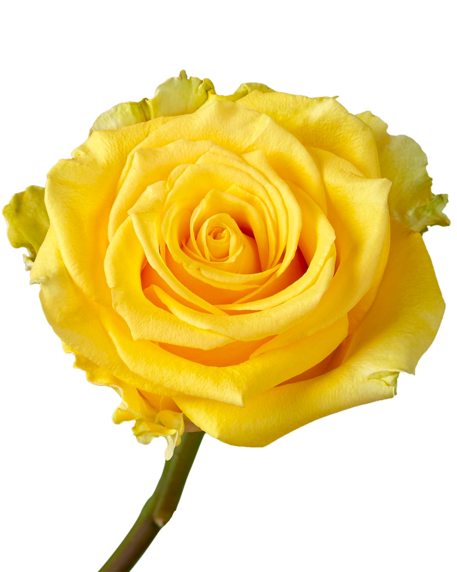 Bulk Gold Flowers In Petaljet | Buy Gold Flowers Wholesale