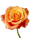 Lumia Rose