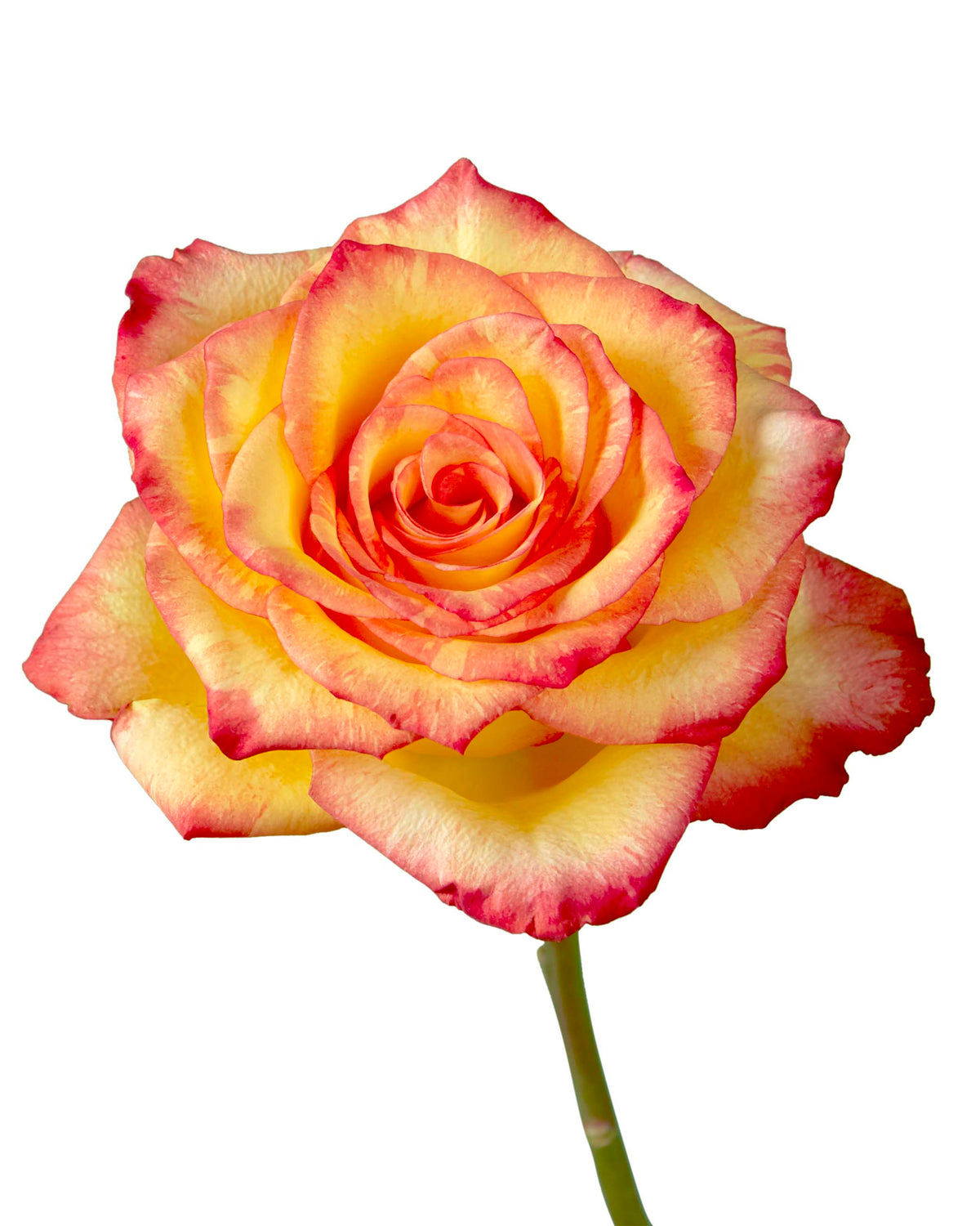 Magic Lips Rose
