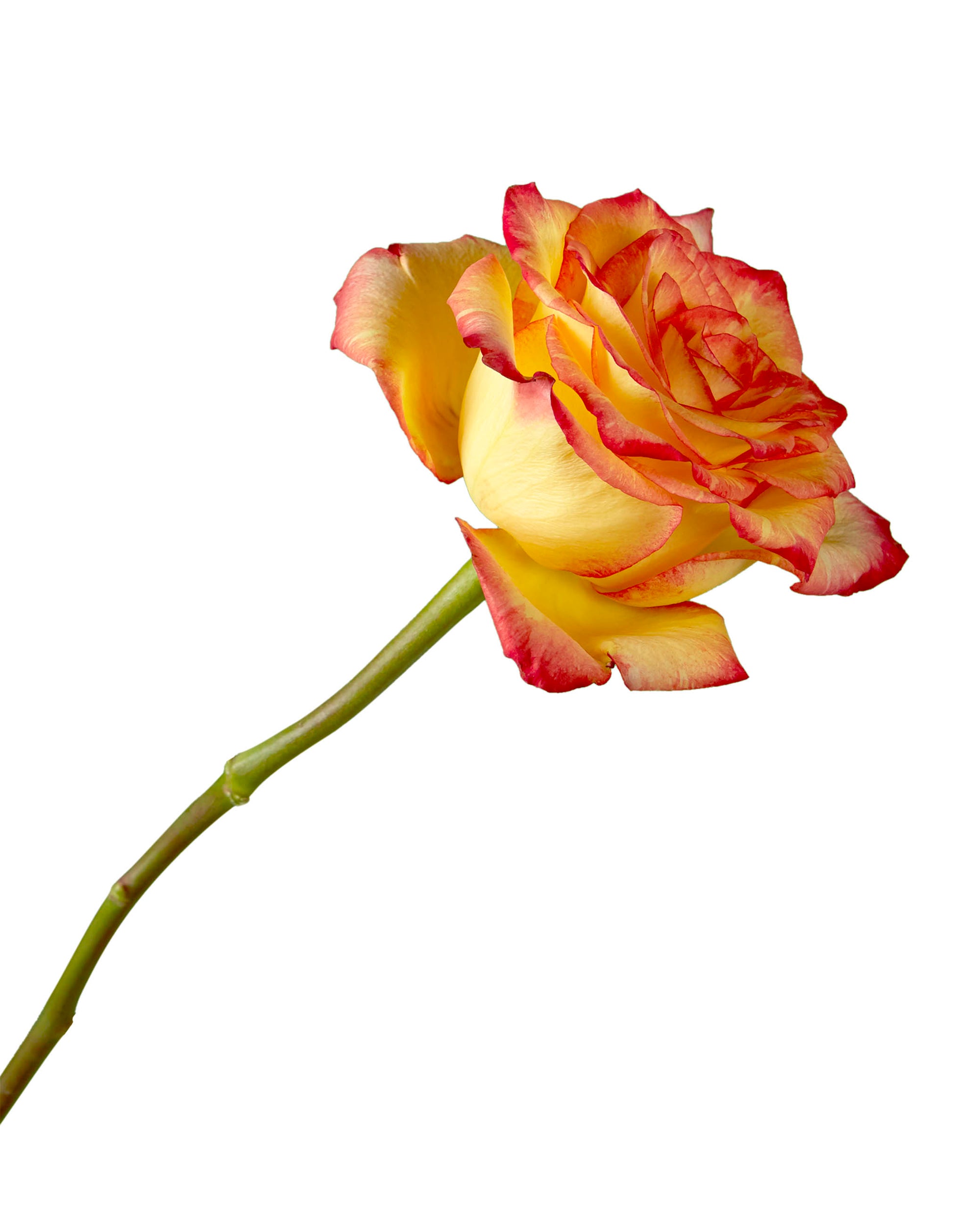 Magic Lips Rose