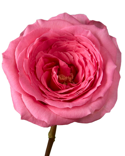 Martina Pink Rose
