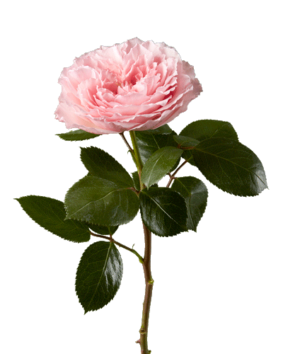 Mayra Garden Rose