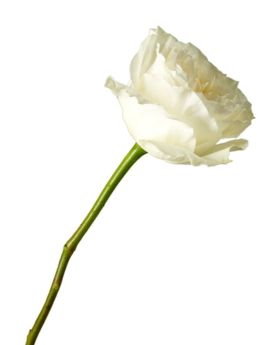 Mayra White Garden Rose Mother's Day