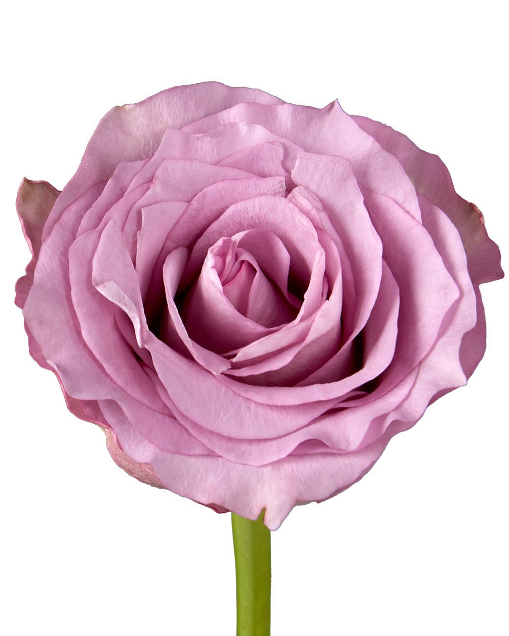 Mignon Garden Rose