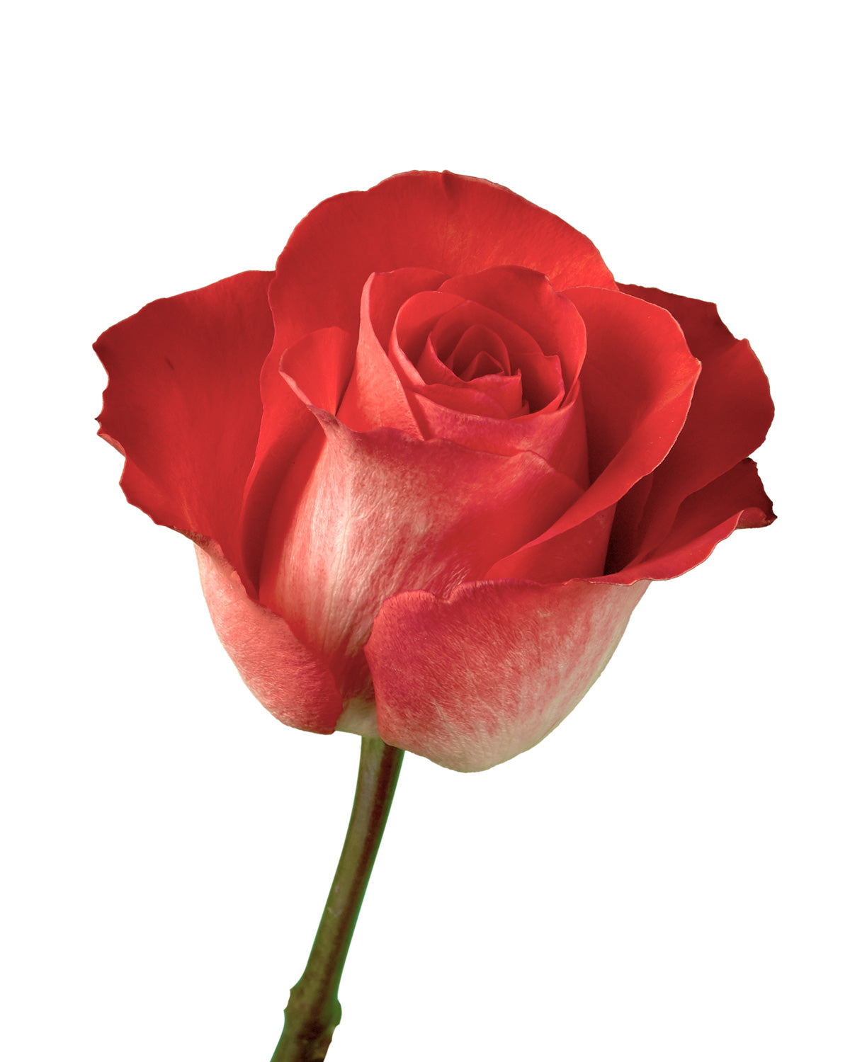 Mosaico Rose