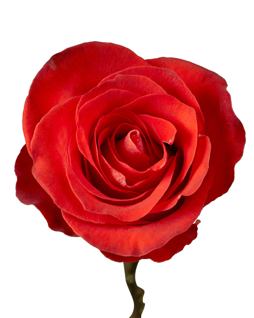 Mosaico Rose