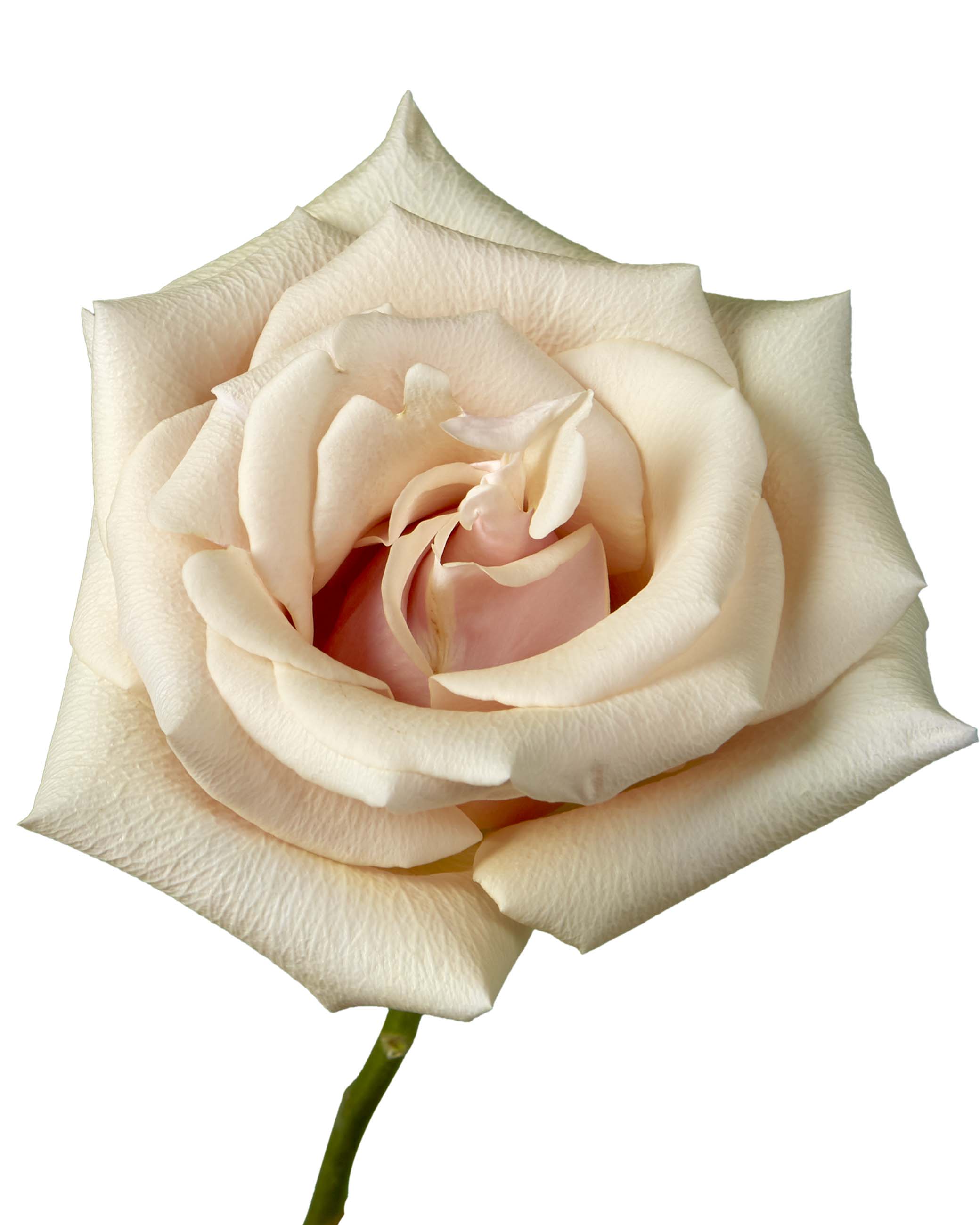 Micro Rose Pearl White など9箱まとめ売り Wholesale Mother of Pearl Rose | PetalJet